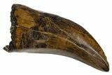 Superb Serrated Tyrannosaur Tooth - Judith River Formation #313296-1